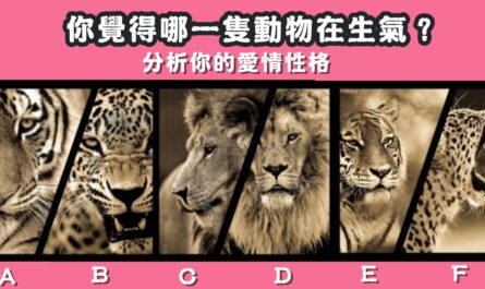 動物生氣，直覺看愛情，愛情性格，心理測驗，星座寶寶