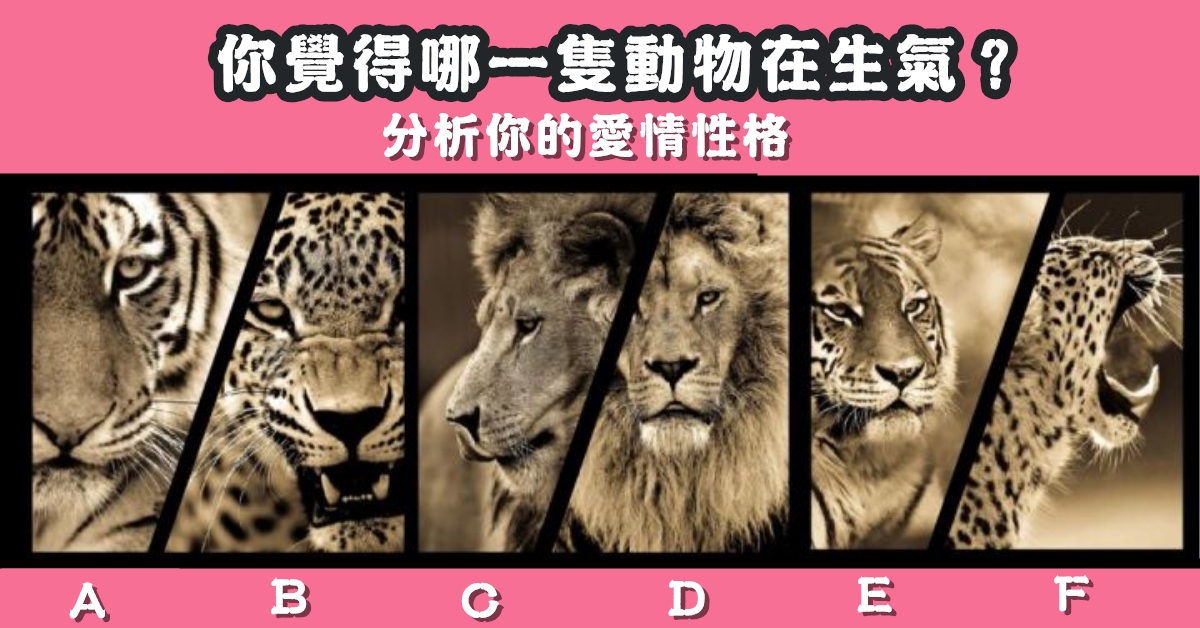 動物生氣，直覺看愛情，愛情性格，心理測驗，星座寶寶