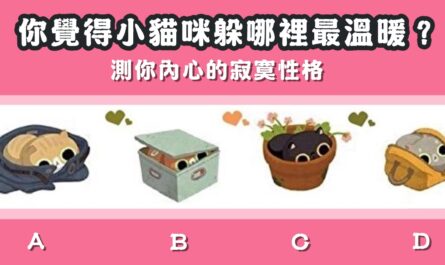 小貓咪，最溫暖，內心，寂寞，性格，心理測驗，星座寶寶
