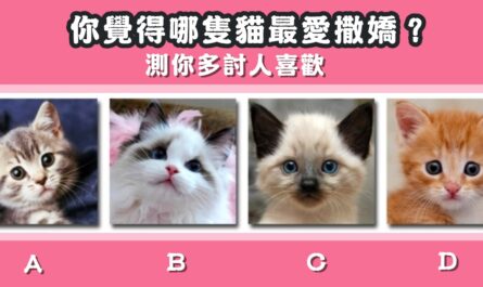 最愛，撒嬌，貓咪，討人喜歡，心理測驗，星座寶寶