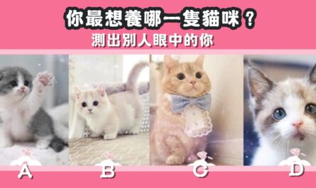 最想養，貓咪，別人，眼中的你，性格，心理測驗，星座寶寶