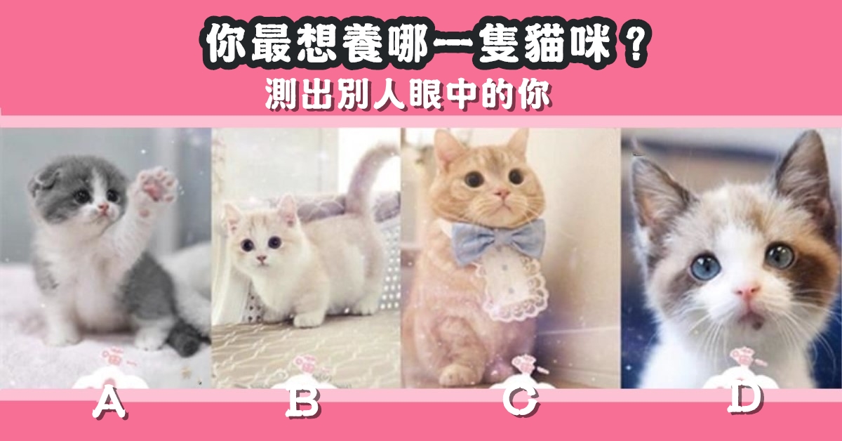 最想養，貓咪，別人，眼中的你，性格，心理測驗，星座寶寶