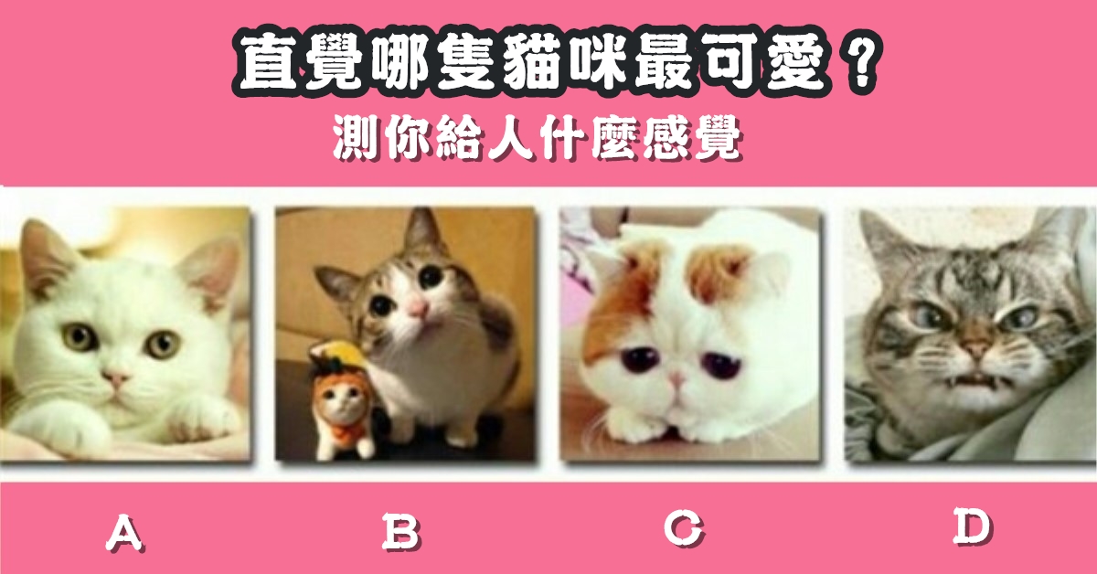 憑直覺，貓咪，最可愛，給人，什麼，感覺，心理測驗，星座寶寶