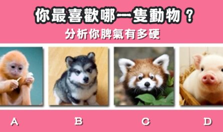 最喜歡，動物，分析，脾氣，有多硬，心理測驗，星座寶寶