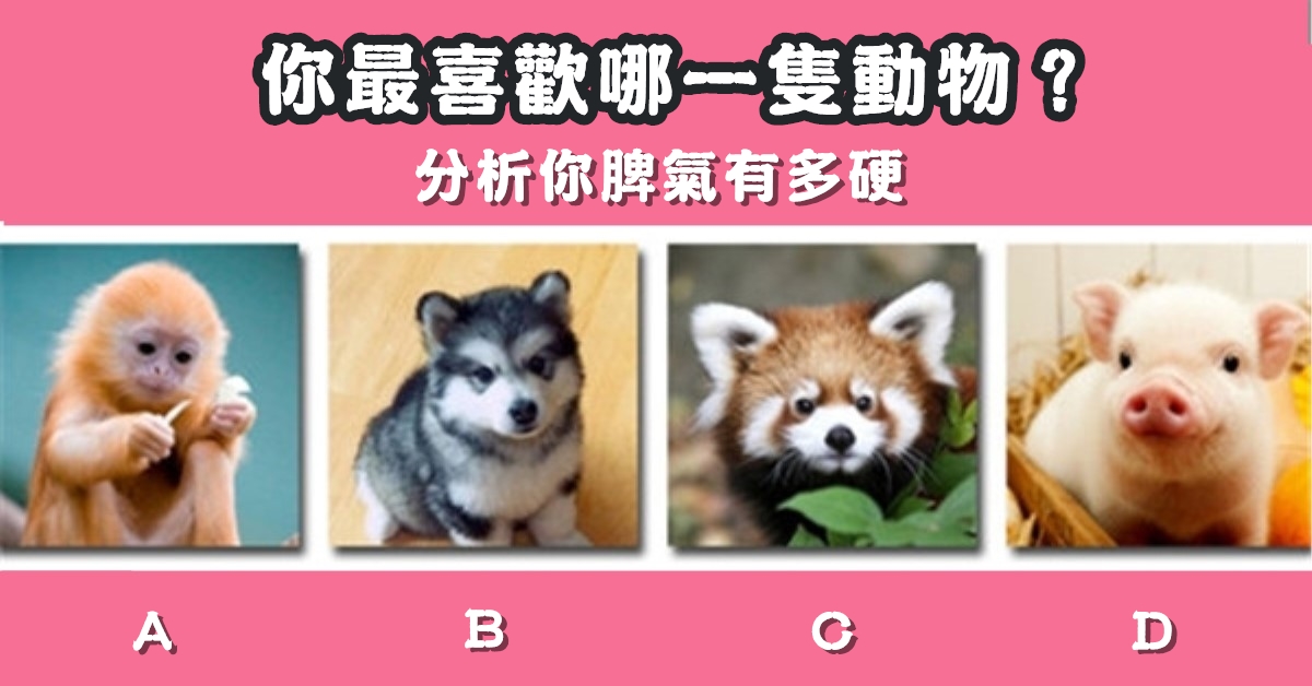 最喜歡，動物，分析，脾氣，有多硬，心理測驗，星座寶寶