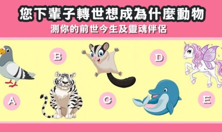 下輩子，轉世，成為，動物，前世，今生，靈魂伴侶，心理測驗，星座寶寶