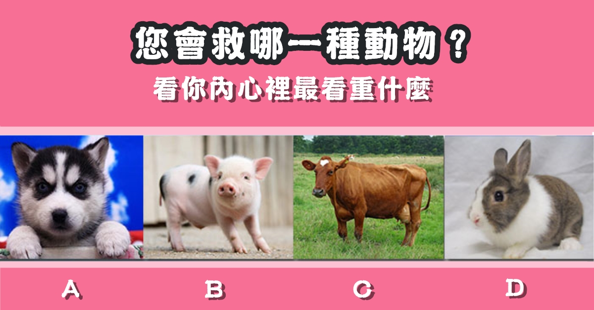 救命，動物，內心，看重，什麼，心理測驗，星座寶寶