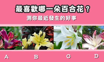 最喜歡，百合花，最近，發生，好事，心理測驗，星座寶寶
