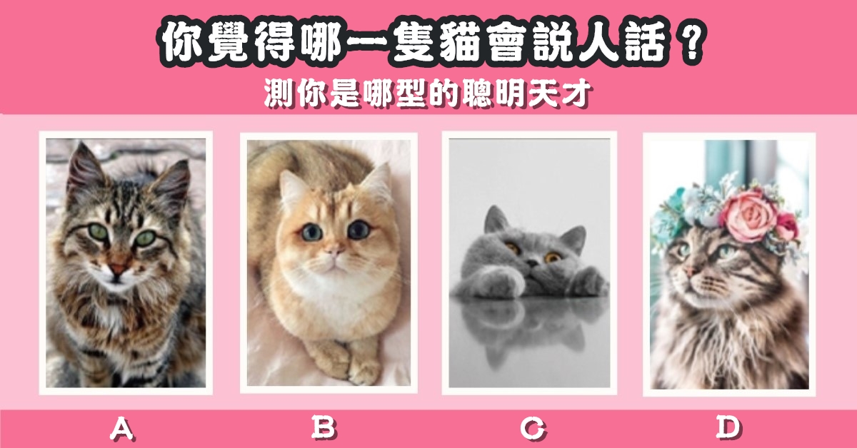 可愛貓，說人話，哪一型，聰明，天才，心理測驗，星座寶寶