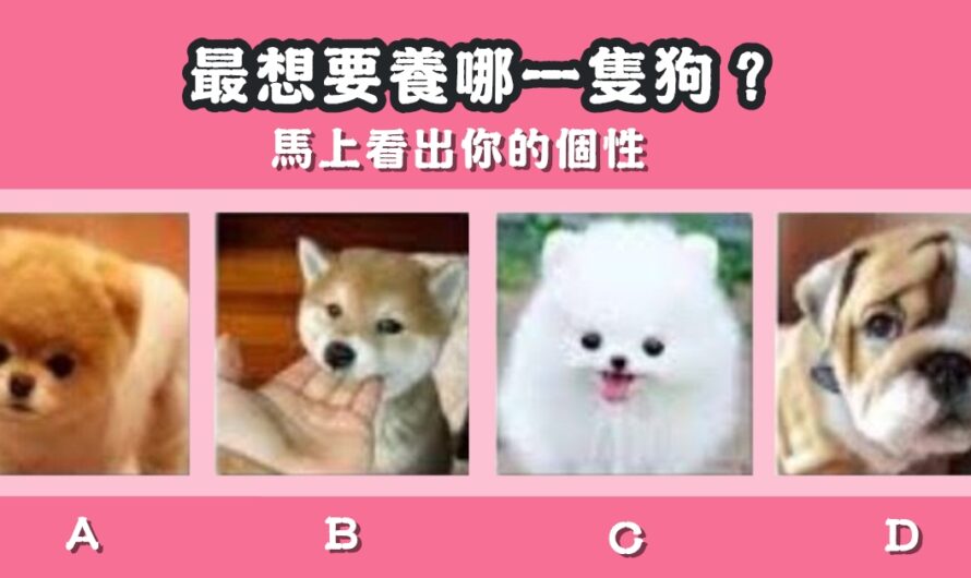 【最想要養哪一隻狗】馬上看出您的個性