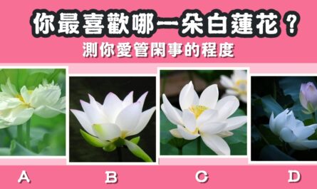 最喜歡，白蓮花，愛管閒事，程度，心理測驗，星座寶寶